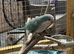 Blue Quaker
