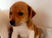 Jack Russell’s