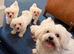 Female Maltese Puppy