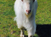 Pygmy billy goat for sale