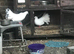 Fantails