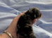 Pomeranian puppy's ready to leave