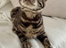 Sociable Gorgeous Seal Sepia Pedigree Bengal Girl