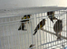 2026 BBC Rung Young Male Goldfinches