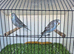 Baby Budgies.