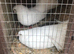 Fantails