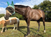 Gorgeous 16.2 dark bay mare
