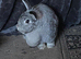 Giant Chinchilla Doe