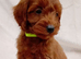 Cavapoo puppies