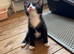 6x Adorable Kittens available &zwj;