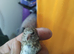 2026 grey goldfinches