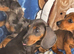 Beautiful dachshunds 2 left