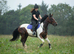 Fendi - 6 Year Old - Standardbred