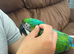 Rare stunning hybrid macaw milligold macaw