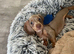 Miniature male Dachsund puppy (lovely temperment)