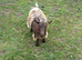 Registered yearling Pygmy nanny