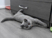 Pedigree Registered Male, CHAMPION BLOODLINE BSH