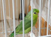 Baby parrotlet