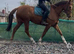 16.2hh chestnut mare by omarcos first foundation