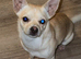Male chihuahua puppy