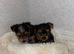 Yorkshire terrier puppies for sale
