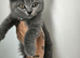 Beautiful Blue British Shorthair Kitten