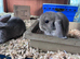 Adorable little lops