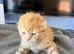 Scottish Fold Boy Reduced Price