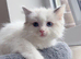 Beautiful pure ragdoll kittens