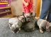 French bulldog pups for sale