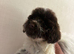 5 beautiful cockapoo puppies