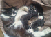 4 cute kittens