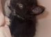 Maine coon cross kittens