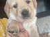 Goldador puppies for sale (Labrador x golden retriever)