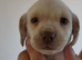 Puppies