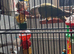 PINEAPPLE baby Conure (Only One left)