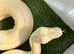 Snow glow Boa