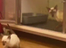 Pair of Siamese