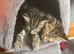 2 beautiful female tabby kittens ready to go to forever home