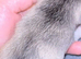ONE REMAINING BOY Rare Tiny Pedigree Chihuahua Puppies