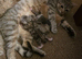 Beautiful Bengal Cross Kittens &ndash; Tabby, Calico & Ginger &ndash; Ready Soon