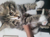 Fluffy mixed female siberian