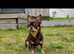 Stunning kc chocolate stud dog