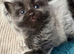 Two Adorable Kittens Looking for Their Forever Homes