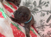 French bulldog Puppys
