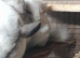Beautiful Baby Chinchillas looking for their forever loving homes