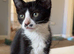 2 beautiful kittens