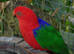 King parrots Glasgow