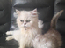 Pur dolls silver chinchilla persian ragdoll kittens