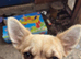 Smooth coat Chihuahua
